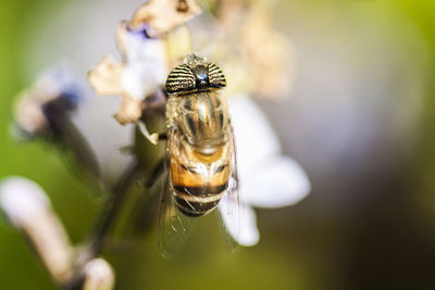 Close-up of bee