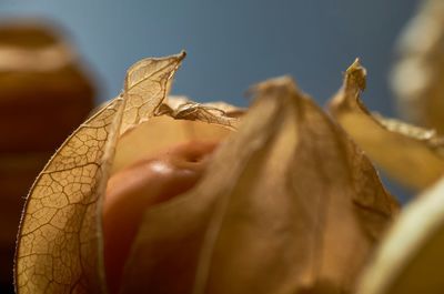 Close-up of dry leaves on plant