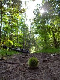 Trees in forest