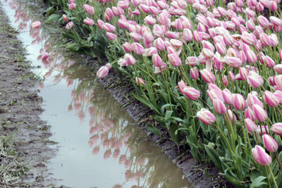 Close-up of pink flowering plants in lake