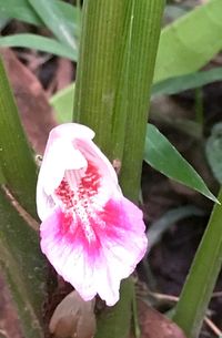 Close-up of pink flower blooming outdoors