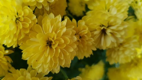 Close-up of yellow flowers blooming outdoors