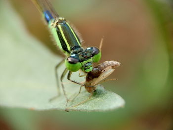 Close-up of insect