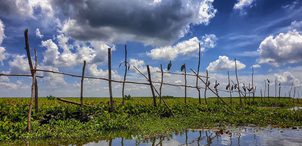 Plants growing on field against sky