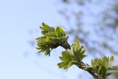 Low angle view of leaves growing on branch