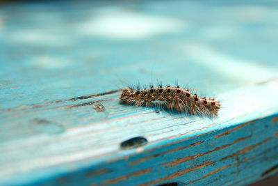 Close-up of insect on wood