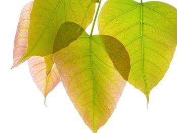 Close-up of leaves