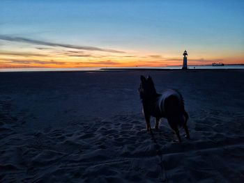 Dog standing on beach during sunset