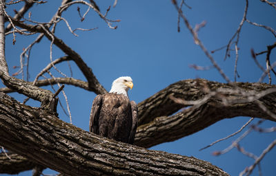 Low angle view of eagle perching on tree