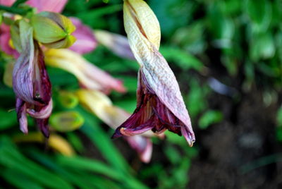 Close-up of wilted flower