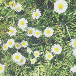 High angle view of yellow flowers blooming on field