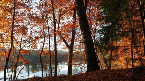 Trees in forest