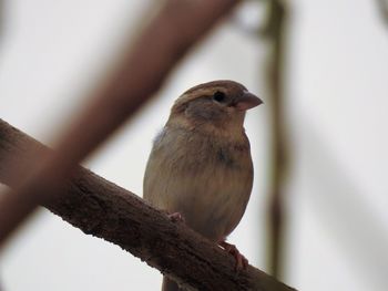 Close-up of bird perching outdoors