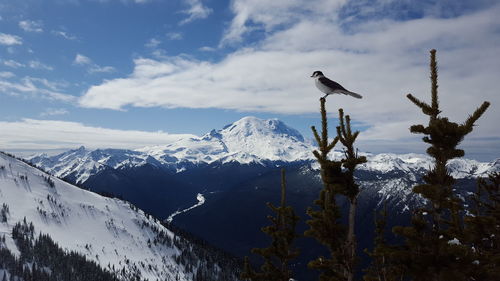 Low angle view of bird perching on snowcapped mountains against sky