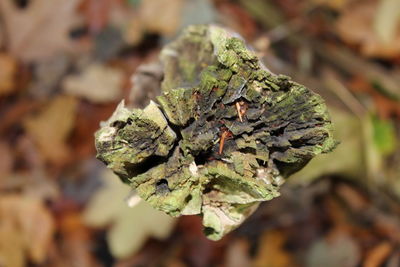 Close-up of leaf