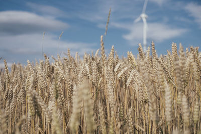 Crop on field against cloudy sky