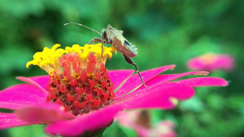 Close-up of insect on pink flower