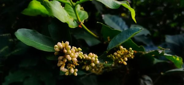 Close-up of flowering plant