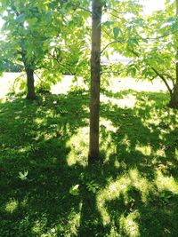 Trees on field