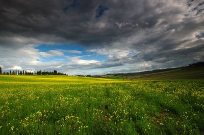 Scenic view of agricultural field against sky