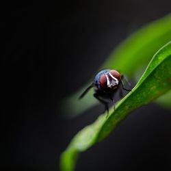 Close-up of fly on leaf