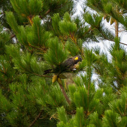 Low angle view of bird perching on tree