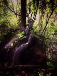 Trees in forest