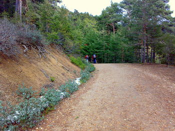 Dirt road passing through forest