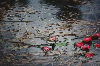 Close-up of red flowers floating on water