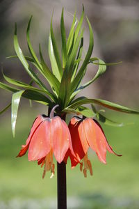 Close-up of red flower