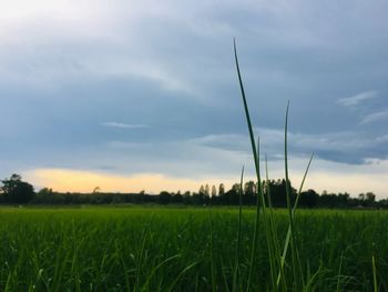 Scenic view of agricultural field against sky