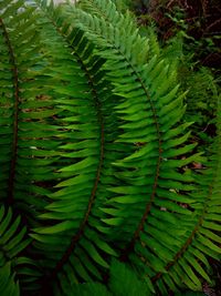 Full frame shot of leaves