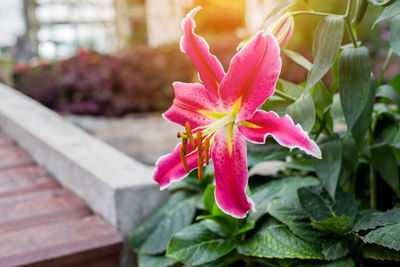 Close-up of pink flowering plant