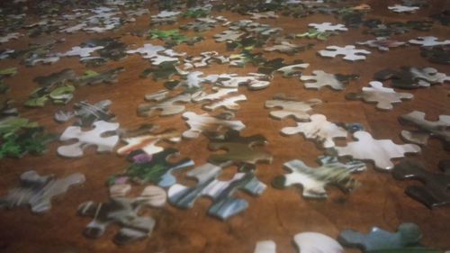 Fallen leaves on ground