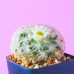 Close-up of cactus flower pot