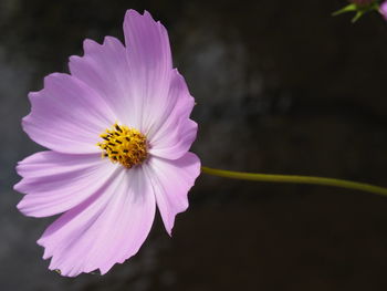 Close-up of pink cosmos flower