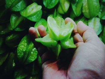 Close-up of hand holding leaves