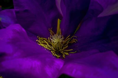 Close-up of purple flowering plant