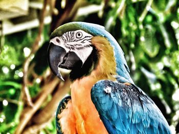 Close-up of parrot perching on tree