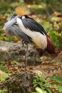 Close-up of bird