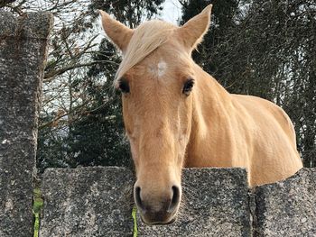 Close-up of a horse