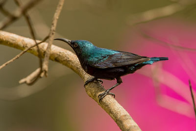 Close-up of bird perching on branch