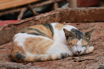 Close-up of a sleeping cat