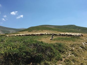 Scenic view of grassy field against sky