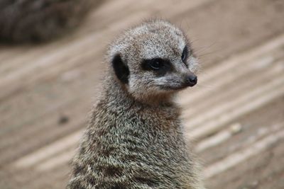 Close-up portrait of meerkat