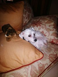 High angle portrait of dog relaxing at home