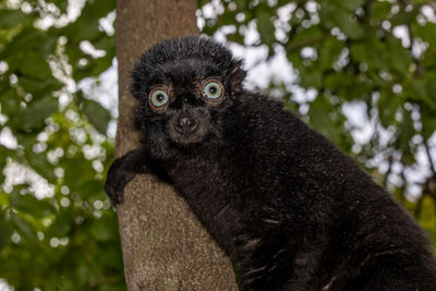 Close-up of monkey