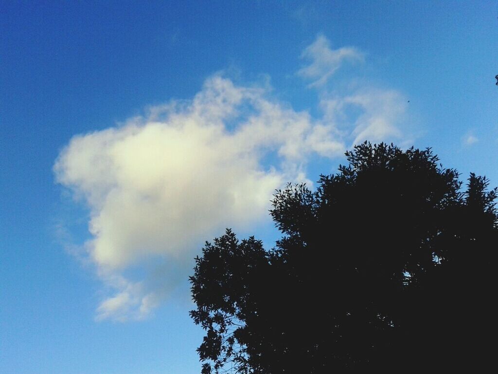 tree, low angle view, sky, blue, tranquility, cloud - sky, beauty in nature, nature, growth, silhouette, scenics, cloud, tranquil scene, branch, outdoors, day, no people, cloudy, high section, idyllic