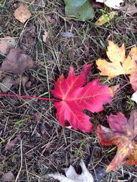 Close-up of dry leaves on field