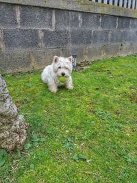 Dog relaxing on grassy field